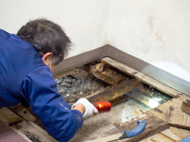 Best Mold Cleaning Services  in White Sulphur Springs, MT
