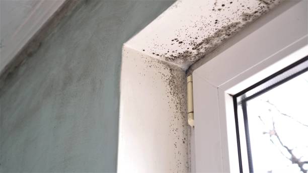 Professional Mold Removal in White Sulphur Springs, MT