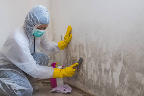 Professional Mold Removal in White Sulphur Springs, MT