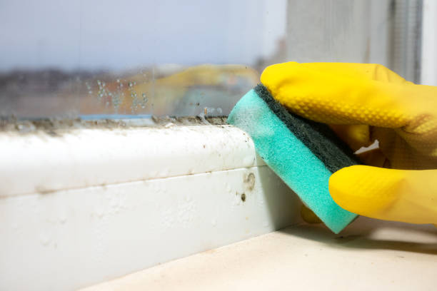 Best Professional Mold Removal  in White Sulphur Springs, MT