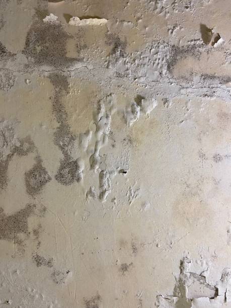 Best Home Mold Removal  in White Sulphur Springs, MT