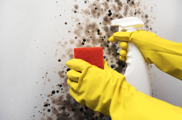Best Emergency Mold Removal  in White Sulphur Springs, MT