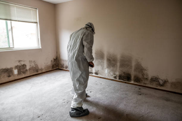 Mold Removal and Inspection in White Sulphur Springs, MT