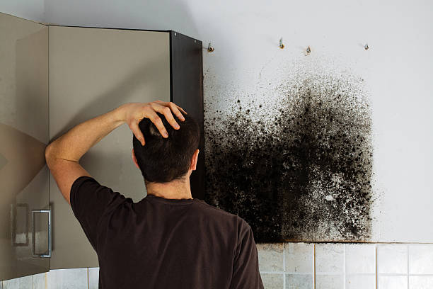 Best Local Mold Removal Service  in White Sulphur Springs, MT