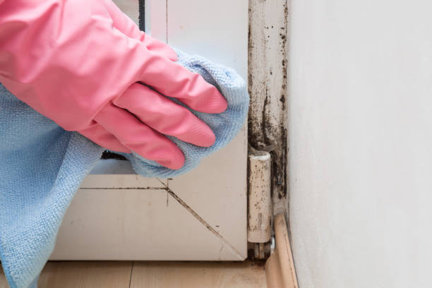 Best Best Mold Removal Companies  in White Sulphur Springs, MT