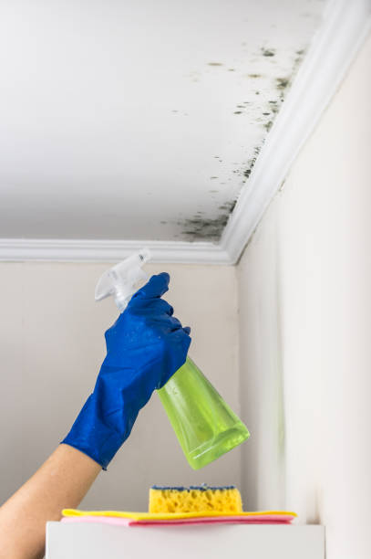 Best Certified Mold Removal  in White Sulphur Springs, MT